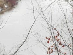 MS shot of trees and river near city/ Greensboro, Vermont, United States Stock Footage