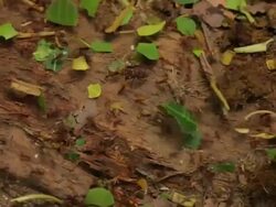 MS Leaf cutter Atta Cephalotes ants cutting and moving leafs / Tyrona N. Park, Magdalena, Colombia  Stock Footage
