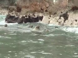 WS View of Group of sea lions floating in water next to rocky cliffs / Lima, Peru Stock Footage