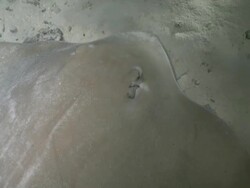 Pink Whipray (Himantura fai) feeding at night, from above, CU, Vaavu Atoll, The Maldives Stock Footage