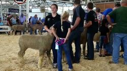 Iowa State Fair: Annual Midwestern Summer Rite Stock Footage