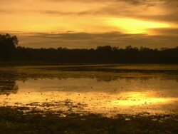 Wetlands at dawn or dusk Stock Footage