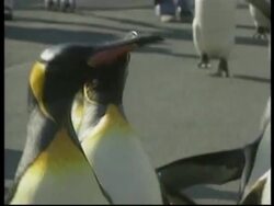 JAPAN: UENO ZOO: PENGUINS LET OUT OF CAGE Instructional Video