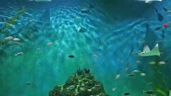 Aquarium tank Stock Footage