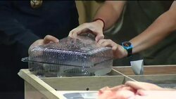 610 smuggled turtles returned home having been seized in Hong Kong Instructional Video