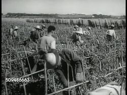 Algeria agriculture Instructional Video