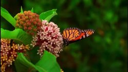 A Monarch butterfly lands on a flower in Jacksonville Beach, Florida. Stock Footage