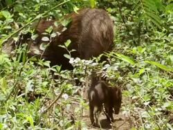 "MS TS Shot of Mother and baby hogs walking away / Assam, Golaghat, India" Stock Footage