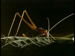 Grasshopper, side view, on leaf in moonlight, black background, MS, Israel Stock Footage