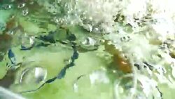 Shrimps at market Stock Footage