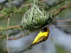 MS Ploceus cucullatus male working on Nest in bogoria park / National Park, Africa, Kenya Stock Footage