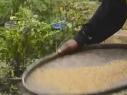 Winnow Rice on Woven Tray to Remove Chaff Stock Footage