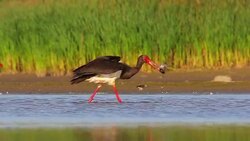 Black stork Stock Footage