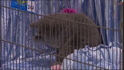 AUSTRALIA'S TOP CATS Instructional Video