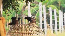 Local Cock in countryside Stock Footage
