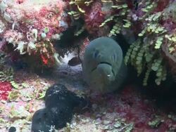 Giant Moray Eel (Gymnothorax javanicus) peeking out of crevice, Vaavu Atoll, The Maldives Stock Footage