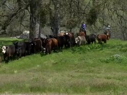 Cattle drive long shot. Stock Footage