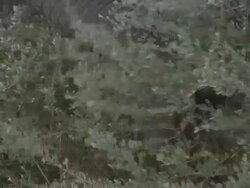 Desert Elephant (Loxodonta africana) trunk, Ugab River Basin, Namibia: desert-dwelling population of African Bush Elephant though not distinct subspecies Stock Footage