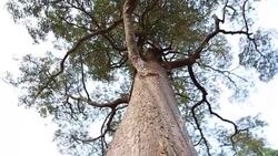 Look up on tree Stock Footage