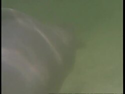 CU Boto, Inia geoffrensis, river dolphin swimming underwater across frame, Amazon, South America Stock Footage