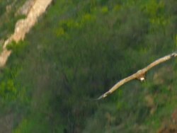 MS TS Shot of Eurasian Griffon Vulture (Gyps fulvus) gliding below / Gamla, Golan Heights, Israel Stock Footage