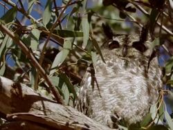 CU Shot of Spotted eagle-owl perched in tree observing surroundings / Namaqualand, Northern Cape, South Africa Stock Footage