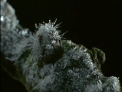 Time lapse - Ice crystals forming on tree branch, UK Stock Footage