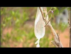 ZIMBABWE: Cholera Sufferers Gvs             News Clip