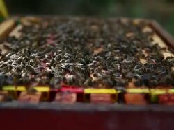 Views of a Bee Keeper in Somerset Stock Footage