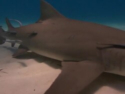 Lemon shark, Negaprion brevirostris, swim over sandy sea era, Bahamas  Stock Footage