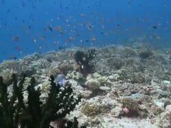 Schools of Scalefin and Yellowback Anthias (Pseudanthias squamipinnis and evansi) with Twotone Chromis (Chromis punctipinnis) on coral reef, Vaavu Atoll, The Maldives Stock Footage
