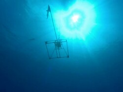 Baited Remote Underwater Video (BRUV) lowered to seabed, Bahamas  Stock Footage