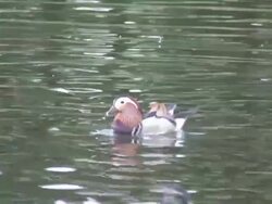 Pharaon duck 10  1080/60i Stock Footage