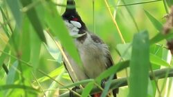 Bird on a branch of tree in wild Stock Footage