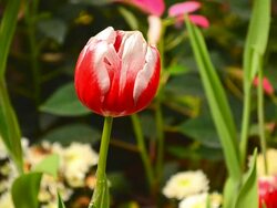 Dolly Shot: Red Tulip Flowers Stock Footage