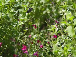 CU SLO MO Shot of Black bumble bee flying to feeding on red flowers / Santa Barbara, California, United States Stock Footage