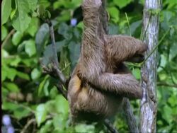 Three-toed Sloth, tilt down to CU sloth hanging from branch, scratching itself, Panama Stock Footage