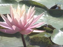 Lotus flower Stock Footage