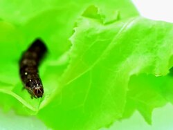 Caterpillar Worm eating fresh vegetable Stock Footage