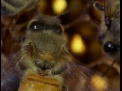 CU honey bee fanning honey comb with wings, air conditioning Stock Footage