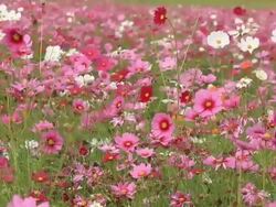 Cosmos flower Stock Footage