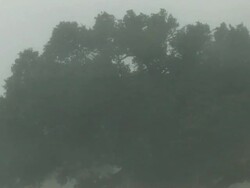 CU Shot of large Oak trees in intense rain and wind in Hurricane Gustav / Gulfport, Mississippi, United States Stock Footage