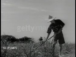 Farmer hand fertilizing rice paddy Instructional Video