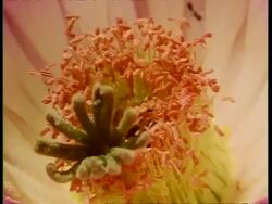 BCU bee in cactus flower, USA Stock Footage