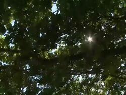 NTSC CRANE: Sunbeams Stock Footage