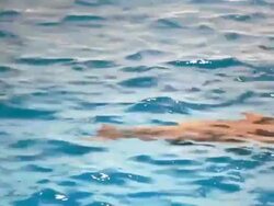 HD: Dolphins (video) Stock Footage