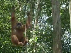 MS TS Orang utan in tree moving / Bukit Lawang, North Sumatra, Indonesia Stock Footage