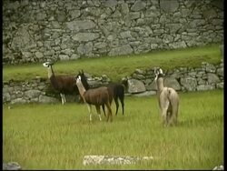 Llamas herd near ruins, Machu Picchu, MS, Peru Stock Footage