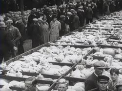 Sheep farming on Texel. Sheep grazing in a meadow, fleecing and sheep being sold on the market Stock Footage