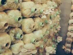 Mushroom farm Stock Footage